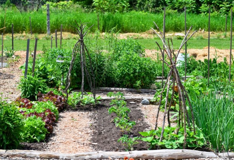 Moestuinperceel in een gemeenschappelijke tuin