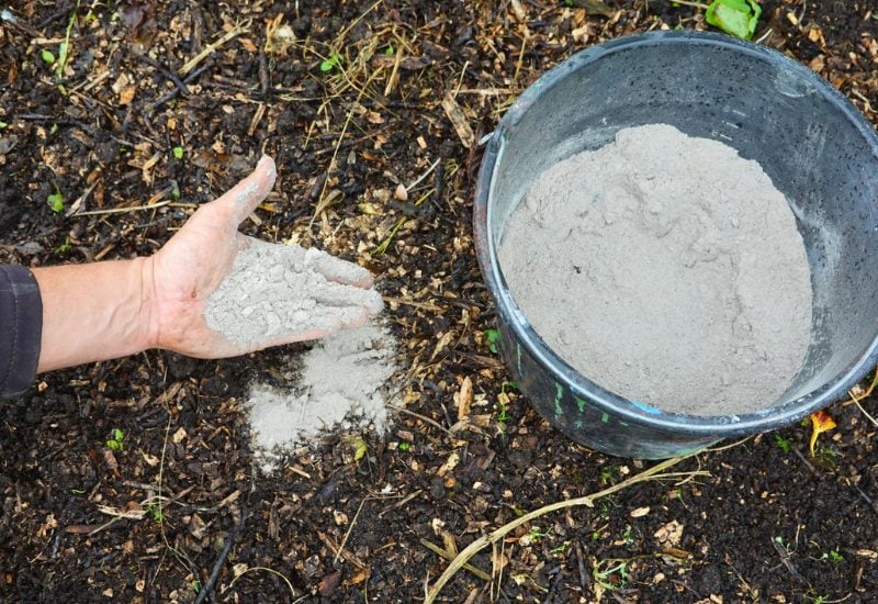 tuinman verspreidt as over de grond om te bemesten en mineralen toe te voegen.  ernaast een emmer vol houtas