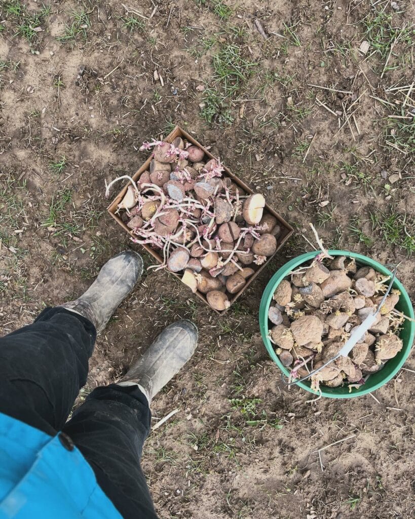 5 Beproefde strategieën voor een non-stop aardappeloogst van lente tot herfst 2