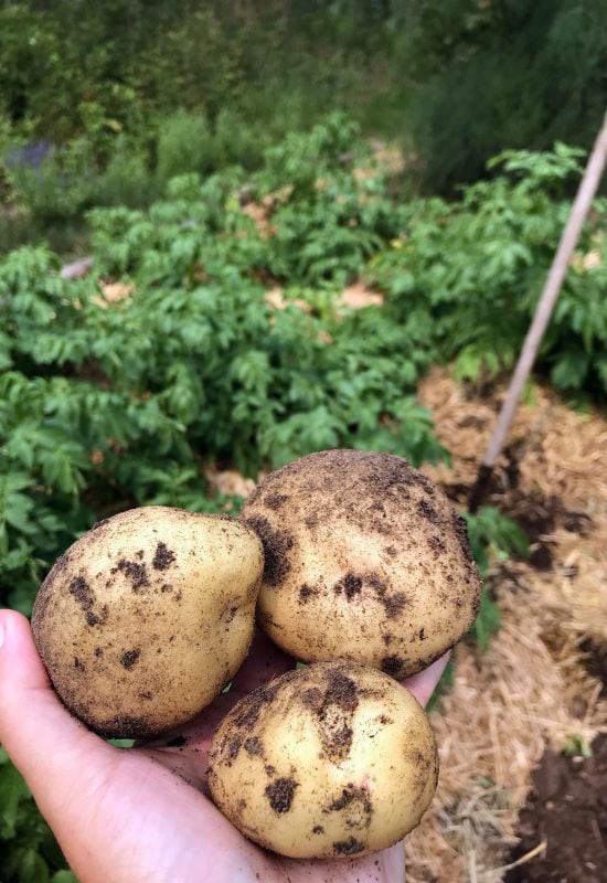 5 Beproefde strategieën voor een non-stop aardappeloogst van lente tot herfst 4