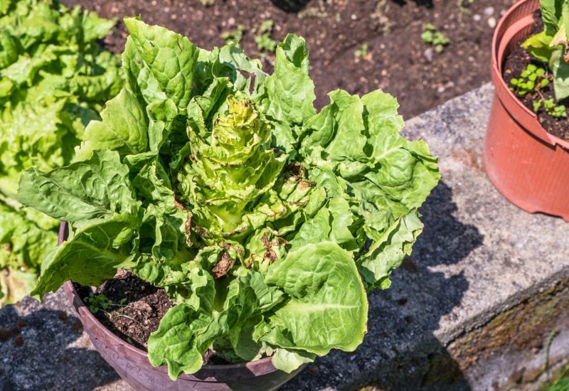 Sunburnt Lettuce and Pale Peppers