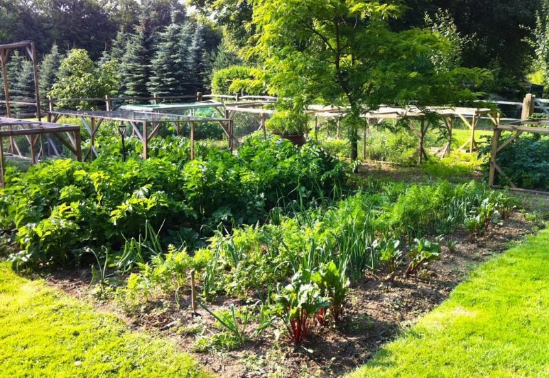 Big Trees in Small Vegetable Gardens