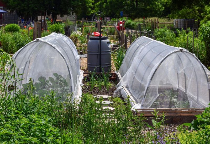 25 Common Vegetable Gardening Mistakes You Didn't Know You Were Making (And How to Fix 'Em) 3