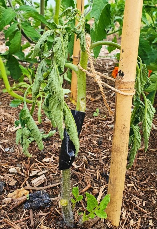 Geef uw tomaten niet vroeg steun!