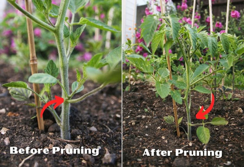 Maak deze 8 fouten bij het planten van tomaten dit voorjaar niet - u zult spijt krijgen van nummer 4!  2