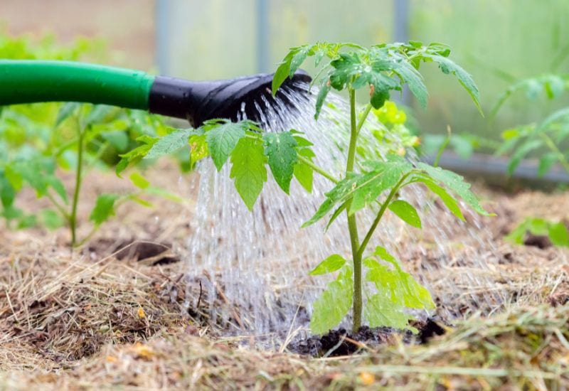 Maak deze 8 fouten bij het planten van tomaten dit voorjaar niet - u zult spijt krijgen van nummer 4!  1