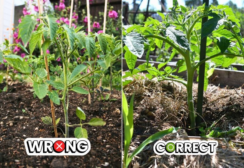 Niet mulchen aan de basis van uw tomatenplant