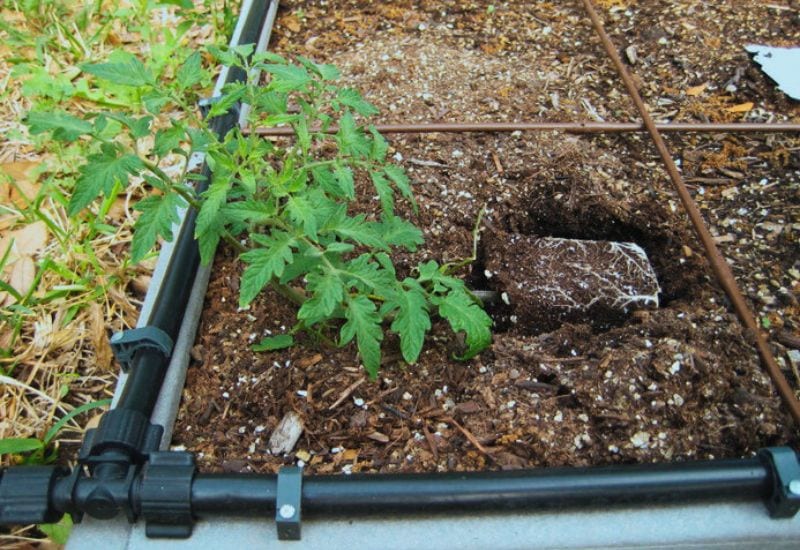 Maak deze 8 fouten bij het planten van tomaten dit voorjaar niet - u zult spijt krijgen van nummer 4!  3