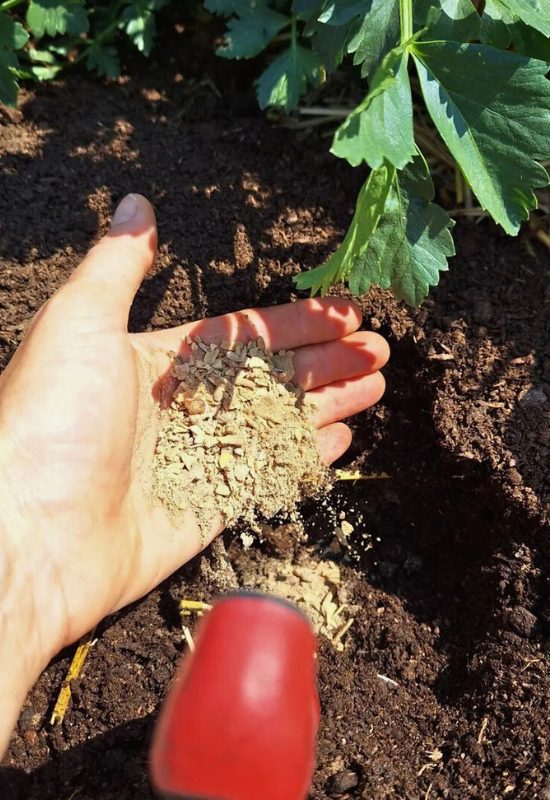 Hoe u beendermeel toevoegt aan de gaten van uw zaailingen