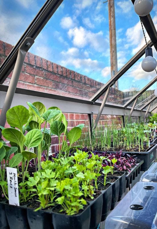 5 plantendodende fouten die u moet vermijden bij het kweken van zaailingen en het verplanten ervan in uw tuin