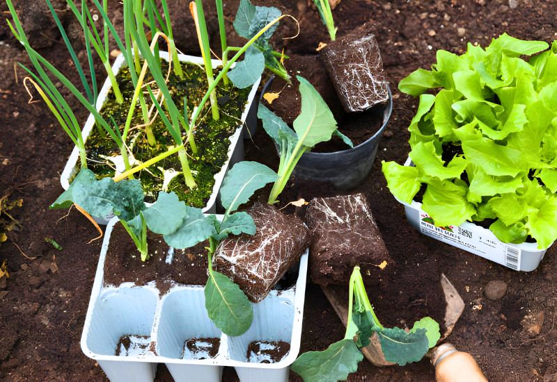 5 plantendodende fouten die u moet vermijden bij het kweken van zaailingen en het verplanten ervan in uw tuin 2