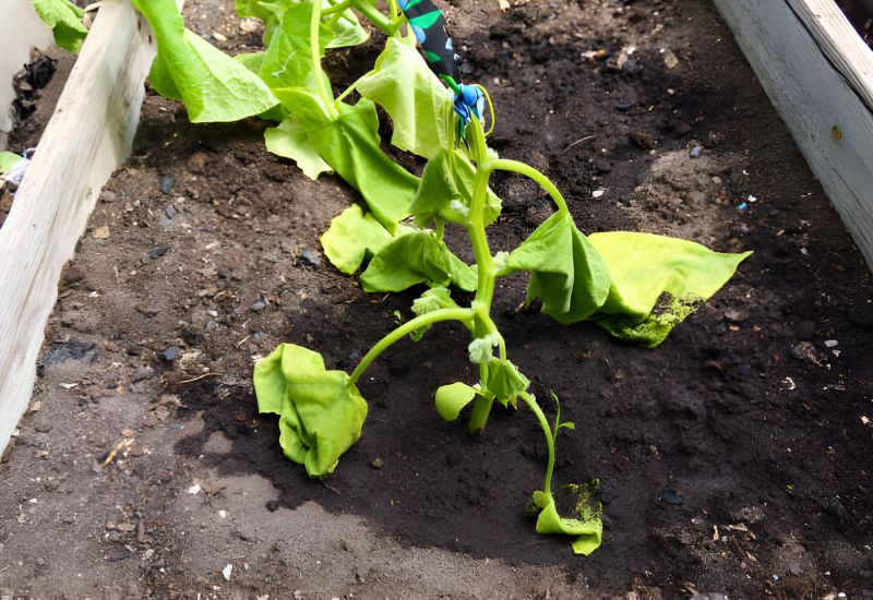 5 plantendodende fouten die u moet vermijden bij het kweken van zaailingen en het verplanten ervan in uw tuin 4