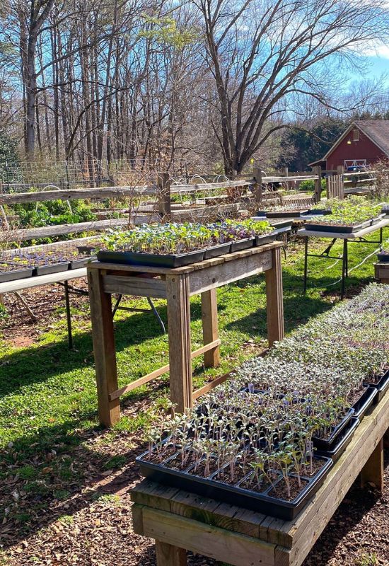 5 plantendodende fouten die u moet vermijden bij het kweken van zaailingen en het verplanten ervan in uw tuin 3