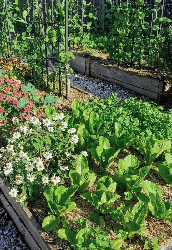 Begeleiding planten om ongedierte af te weren en sla te beschermen