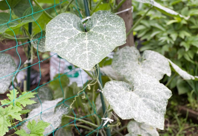 Signs Of Rabbit Damage On Pumpkin Plants