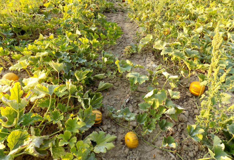 How To Protect Pumpkin Plants From Rabbits