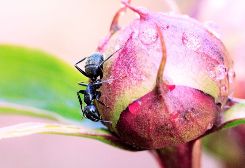 Waarom houden mieren van pioenrozen?