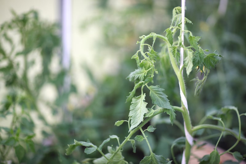 Hulp bij het planten van tomaten