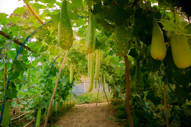 Nutzgarten gestalten: Rankbogen mit Melonen