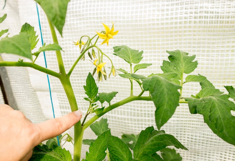 Paprika's planten: tomaten met gierige scheuten