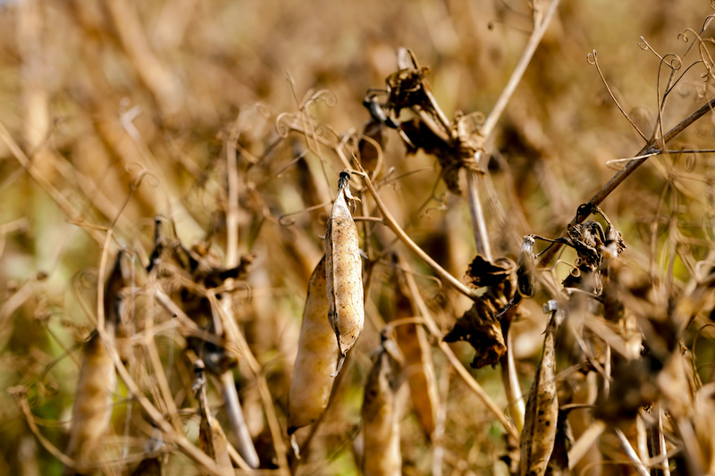 Erwtenplanten klaar om te oogsten voor bleke erwten