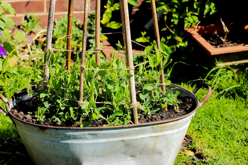 Erwten in de pot planten