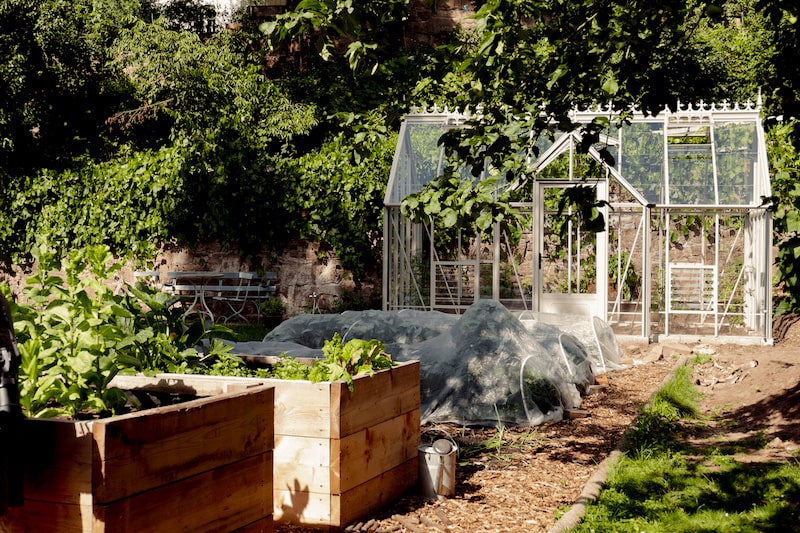 In de moestuin groeien veel soorten groenten.