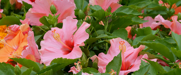 1716331985 Was Sie Beim Beschneiden Von Hibiskus Wissen Mussen.png