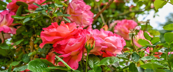 1716359018 8 Schritte Zum Beschneiden Ihrer Rosen Fur Mehr Blute In.png