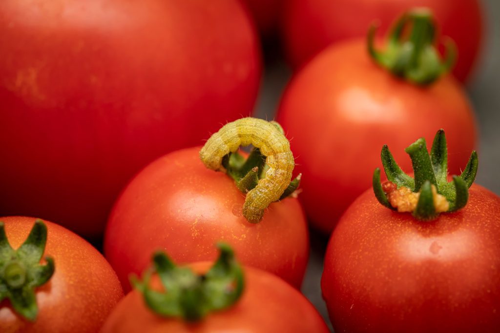 7 Tomatenschadlinge Und Wie Man Sie Loswird.jpg