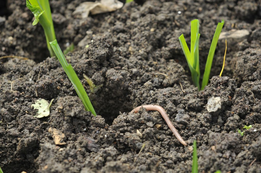 Diese Invasiven Wurmer Stellen Eine Bedrohung Fur Garten Dar –.jpg