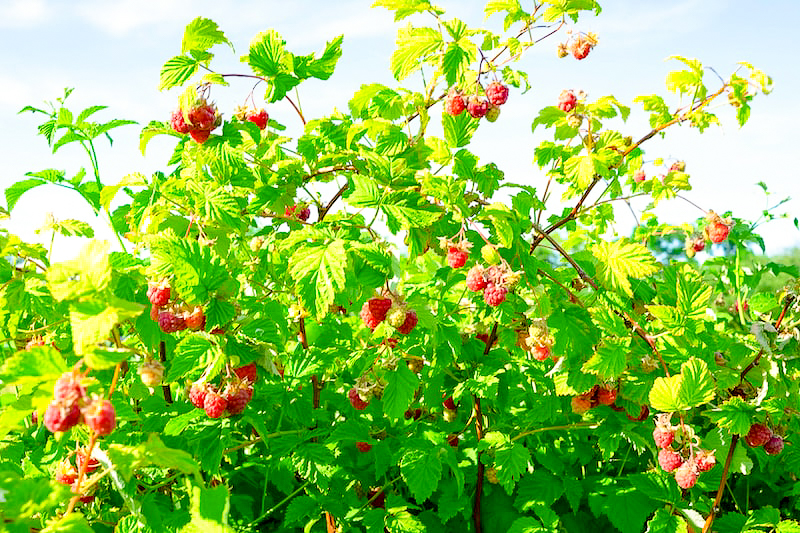 Kompost anlegen: Himbeeren als Sichtschutz