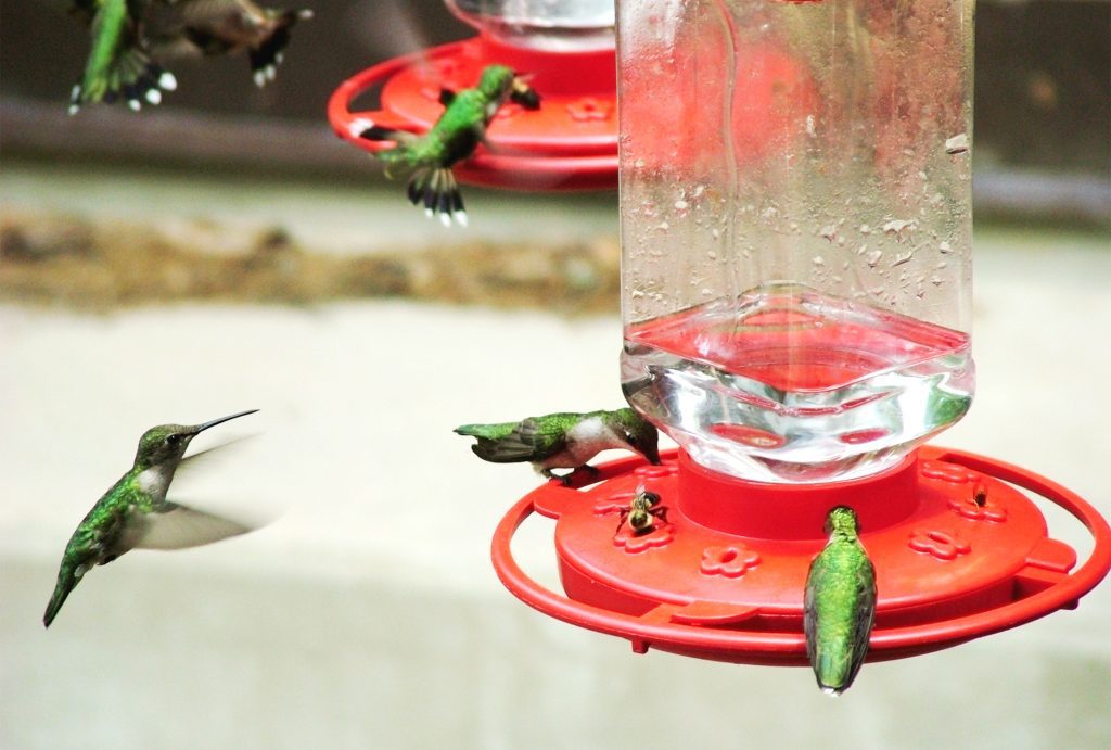 Halten Sie Bienen Mit Diesen 6 Tipps Von Kolibri Futterstellen Fern.jpg