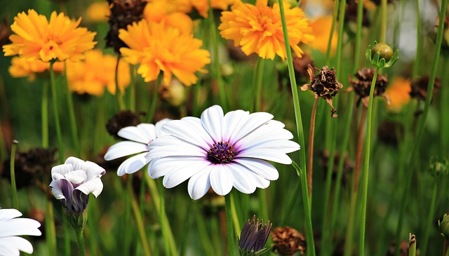 Marguerite 1656357 640ijsheiligen 2024 ijsheiligen 2024 snoeien ijsheiligen 2024 belgië wanneer ijsheiligen 2024 de ijsheiligen 2024 datum ijsheiligen 2024 ijsheiligen 2024 planten eisheiligen 2024 eisheiligen 2025 ish 2024 ijsheiligen 2024 amsterdam ijsheiligen 2024 aruba ijsheiligen 2024 agenda ijsheiligen 2024 aa ijsheiligen 2024 curacao ijsheiligen 2024 calendar ijsheiligen 2024 camping ijsheiligen 2024 curaçao eisheiligen 2023 datum ijsheiligen 2024 europa ijsheiligen 2024 eindhoven ijsheiligen 2024 ens ijsheiligen 2024 ex ijsheiligen 2024 entscheidung ijsheiligen 2024 frankfurt ijsheiligen 2024 ferien ijsheiligen 2024 febru ijsheiligen 2024 fe ijsheiligen 2024 fie ijsheiligen 2024 film ijsheiligen 2024 geschichte ijsheiligen 2024 greetings ijsheiligen 2024 go ijsheiligen 2024 groen ijsheiligen 2024 game ijsheiligen 2024 hamburg ijsheiligen 2024 haas ijsheiligen 2024 henna ijsheiligen 2024 hahn ijsheiligen 2024 hoe ijsheiligen in 2024 icej haifa heim icej israel reise ijso 2023 ijsheiligen 2024 juniper ijsheiligen 2024 juli ijsheiligen 2024 janvier ijsheiligen 2024 ja ijsheiligen 2024 jaen ijsheiligen 2024 kalender ijsheiligen 2024 kosten ijsheiligen 2024 kinder ijsheiligen 2024 kw ijsheiligen 2024 live ijsheiligen 2024 line up ijsheiligen 2024 live stream ijsheiligen 2024 line ijsheiligen 2024 mei ijsheiligen 2024 maart ijsheiligen 2024 maa ijsheiligen 2024 maastricht ijsheiligen 2024 nl ijsheiligen 2024 nederland ijsheiligen 2024 niederlande ijsheiligen 2024 nrw ijsheiligen 2024 niedersachsen ijsheiligen 2024 online ijsheiligen 2024 op ijsheiligen 2024 oktober ijsheiligen 2024 ort ijsheiligen 2024 quinte ijsheiligen 2024 quote ijsheiligen 2024 quinté ijsheiligen 2024 que es ijsheiligen 2024 route ijsheiligen 2024 results ijsheiligen 2024 route map ijsheiligen 2024 rotterdam ijsheiligen 2024 rlp ijsheiligen 2024 tickets ijsheiligen 2024 terbaru ijsheiligen 2024 türkei ijsheiligen 2024 utrecht ijsheiligen 2024 utm ijsheiligen 2024 ui ijsheiligen 2024 utc ijsheiligen 2024 uit ijsheiligen 2024 venue ijsheiligen 2024 vakantie ijsheiligen 2024 voor ijsheiligen 2024 vakantiehuis ijsheiligen 2024 vergabe heiligabend 2024 wochentag ijsheiligen 2024 xxl ijsheiligen 2024 x ijsheiligen 2024 youtube ijsheiligen 2024 youtube video ijsheiligen 2024 you youtube ijsheiligen 2024 ziel ijsheiligen 2024 zustand ijsheiligen 2024 zugnummern ijsheiligen 2024 zugang